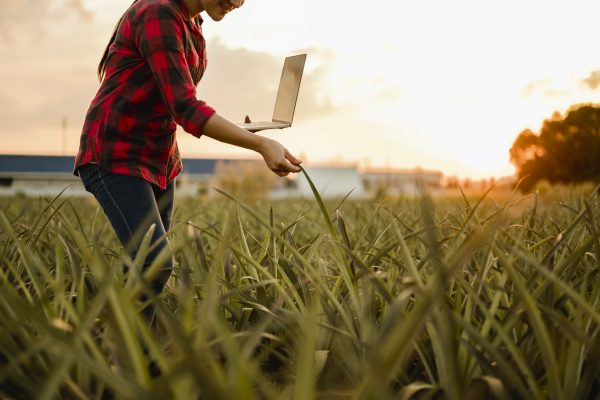 agriculture, gardener, farm, harvest, field, technology concept. The farmer team conducts research about cassava trees by planting pallets for good agricultural quality inspection.